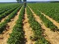 Erdbeeren Alteköster in Möhnesee-Körbecke Erdbeeren Alteköster in Möhnesee-Körbecke